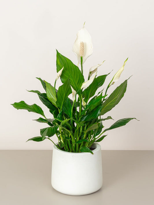 Peace Lily (Spathiphyllum)