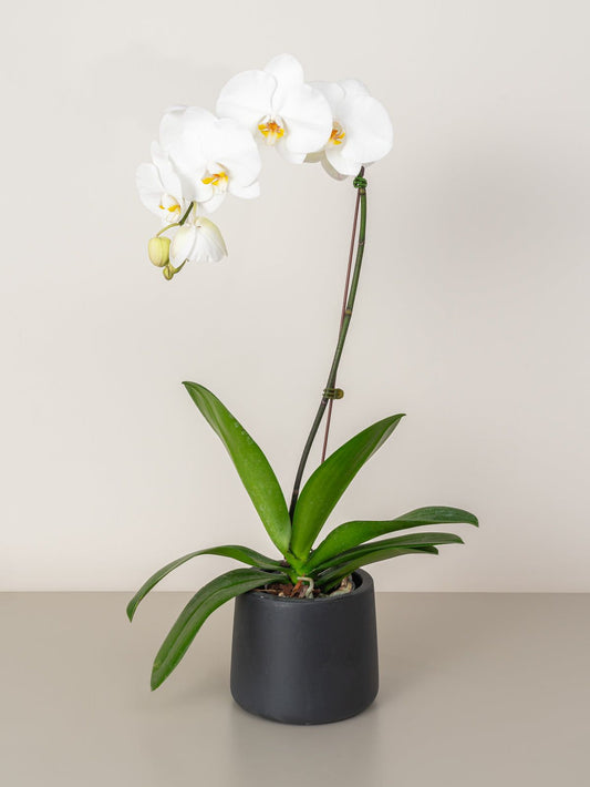 Orchid (1 Stem) – Precia Flowers