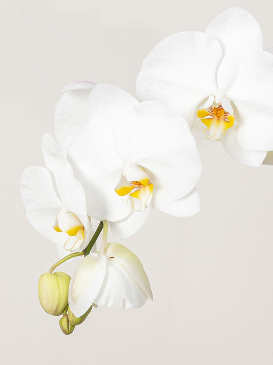 Orchid (1 Stem) – Precia Flowers