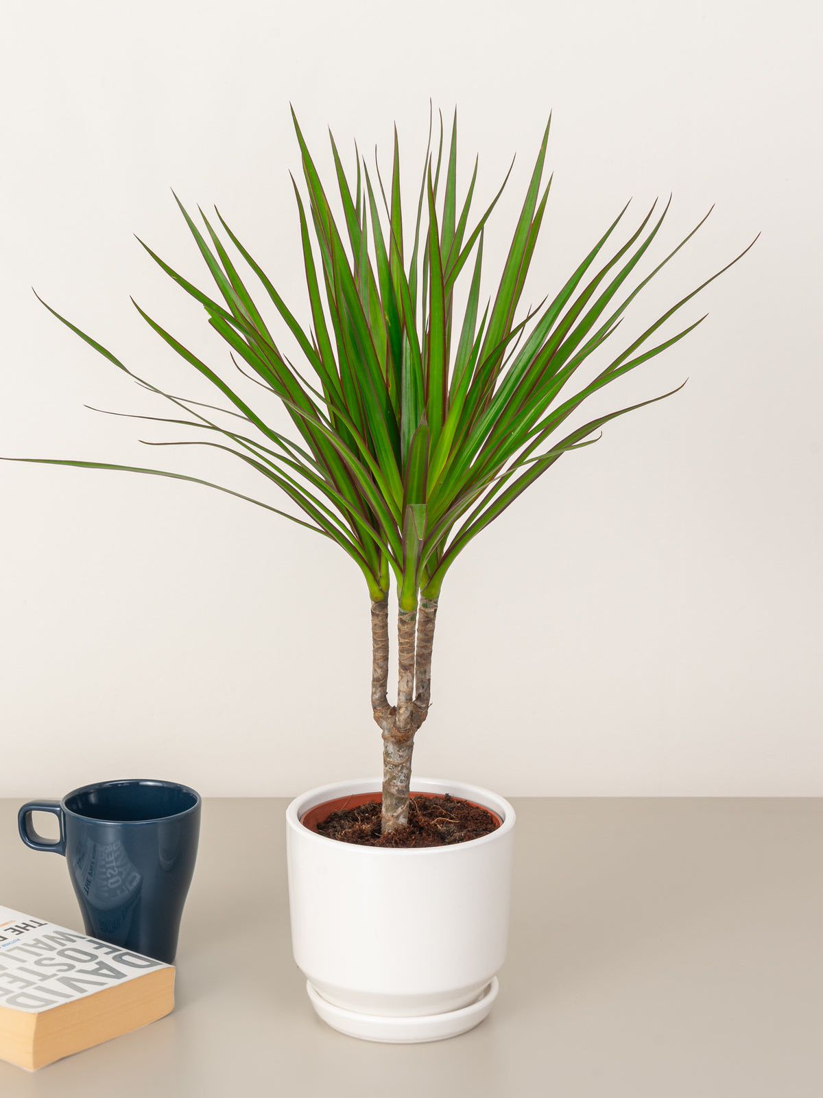 dracaena head Dracaena Marginata Head – Precia Flowers