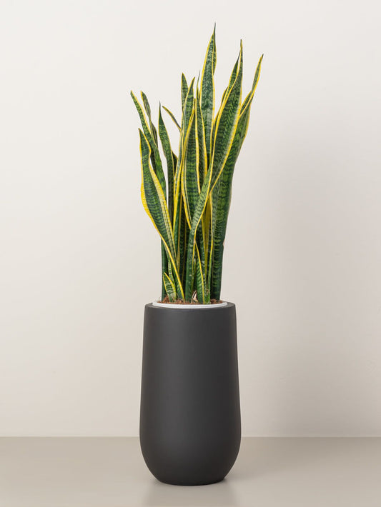 Snake Plant (Sansevieria Trifasciata)