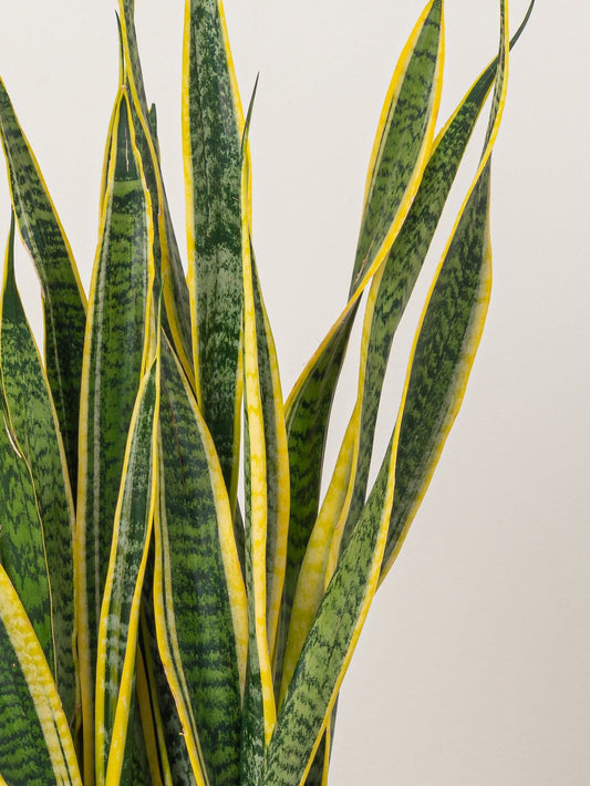 Snake plant (Sansevieria Trifasciata )