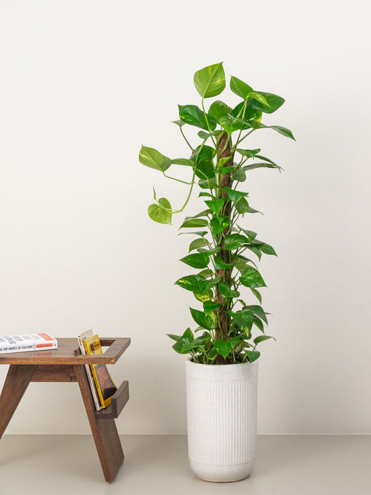Money Plant (Epipremnum Aureum)
