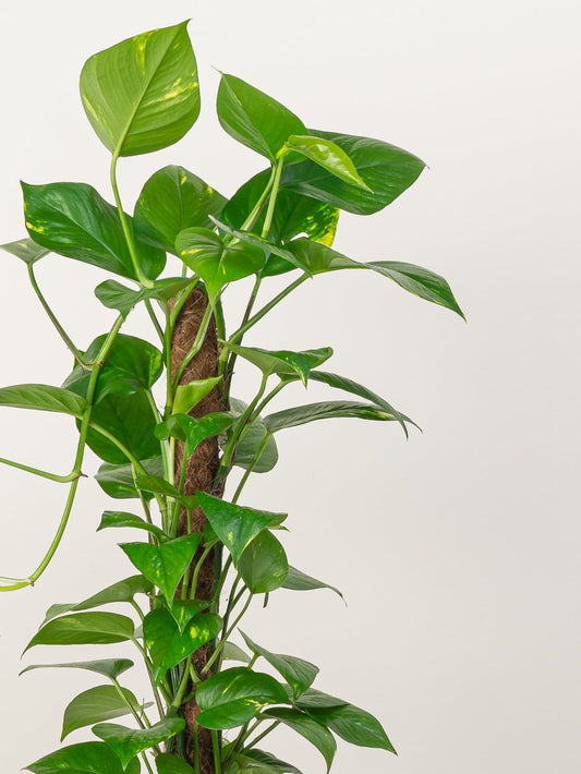 Money plant ((Epipremnum Aureum)