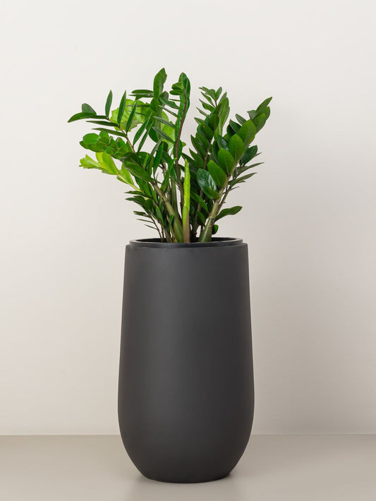 ZZ Plant (Zamioculcas)