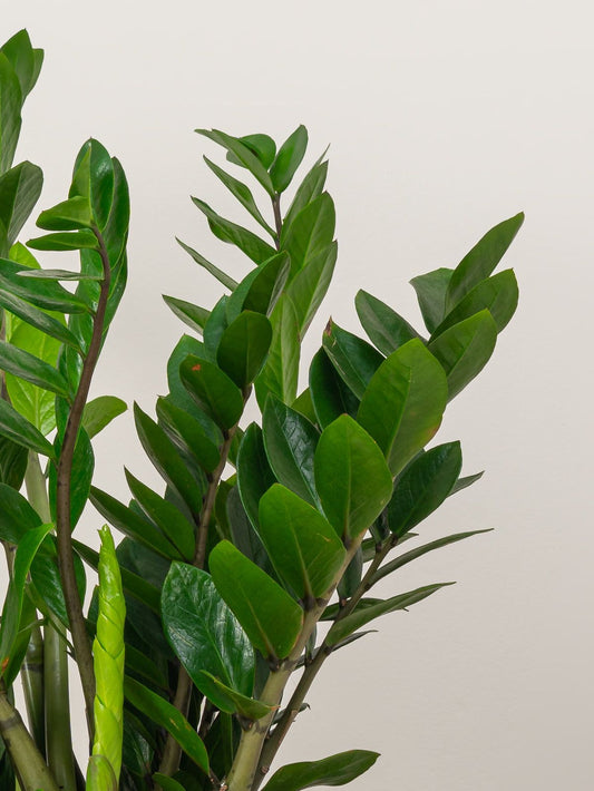 ZZ plant (Zamioculcas)