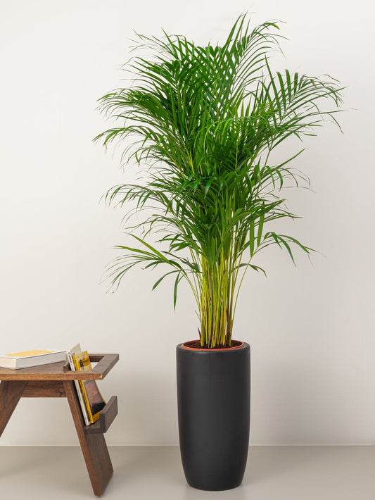 Areca Palm (Chrysalidocarpus Lutescens)
