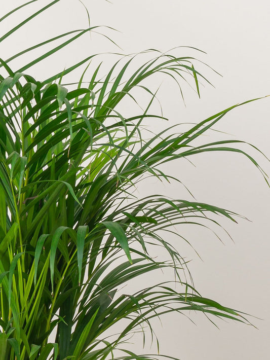 Areca Palm ( Chrysalidocarpus Lutescens)