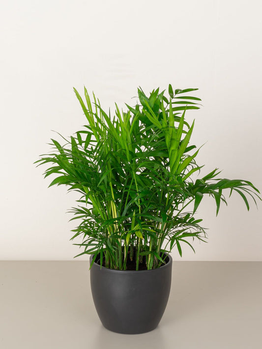 Parlor Palm (Chamaedorea)