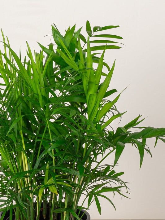 Parlor Palm (Chamaedorea)
