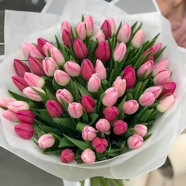 Sparkling Pink Tulips Flowers