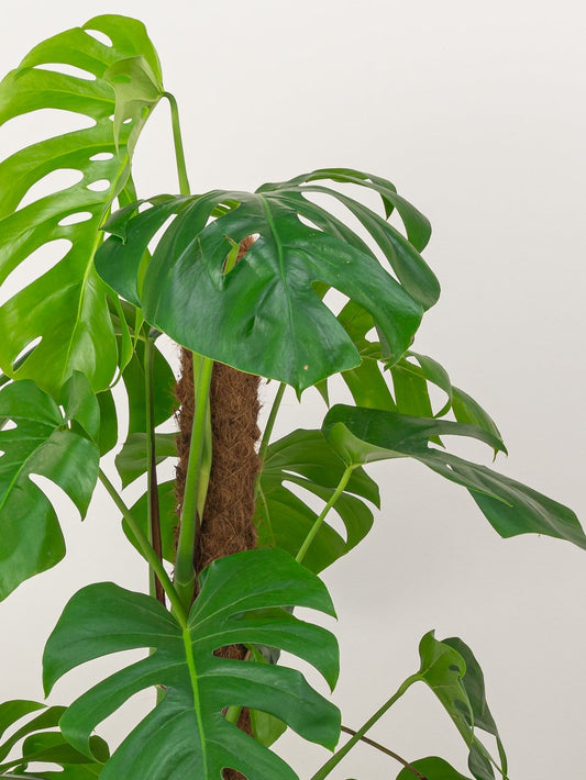 Swiss cheese plant (Monstera Deliciosa)