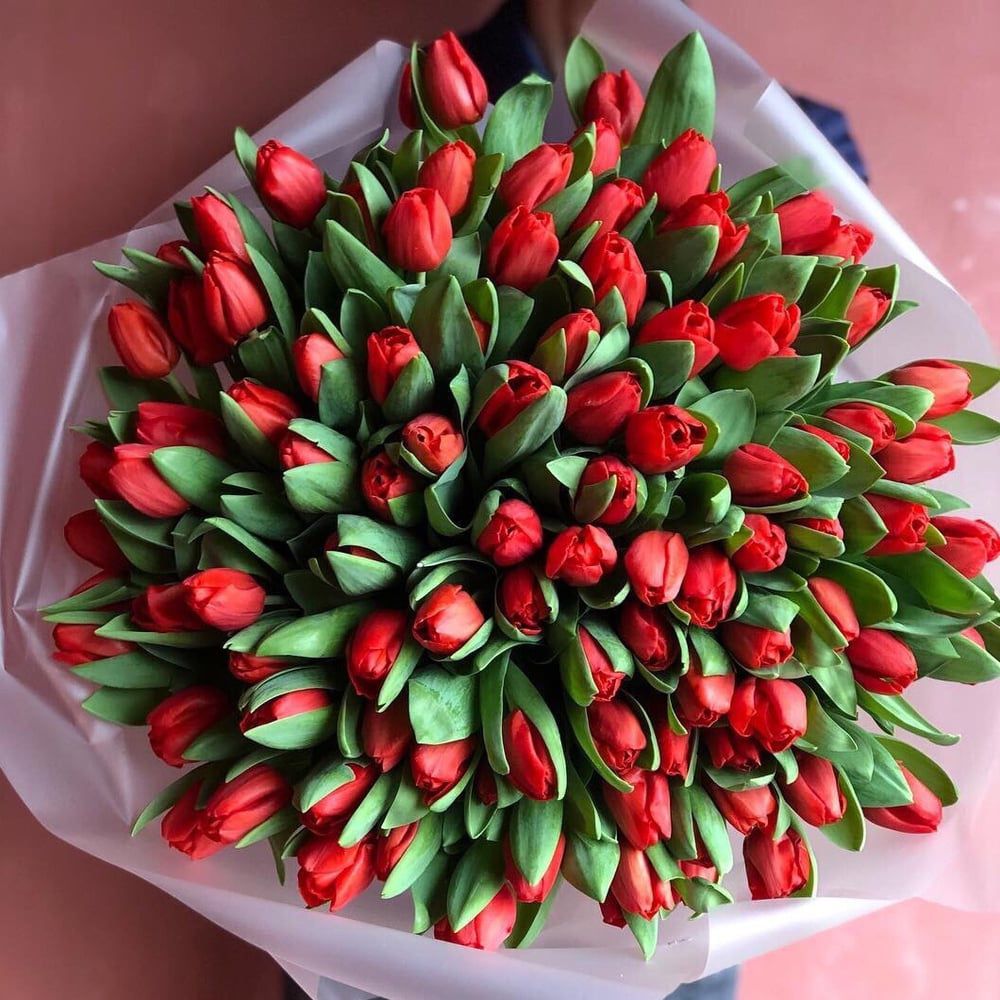 Red Tulips Flowers