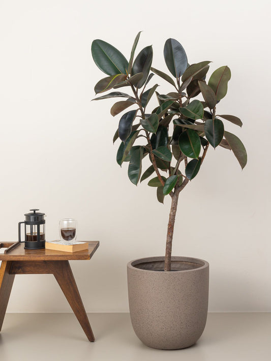 Rubber Plant (Ficus Robusta)