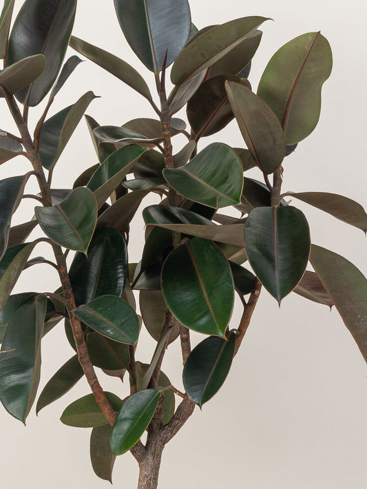 Rubber Plant (Ficus Robusta)