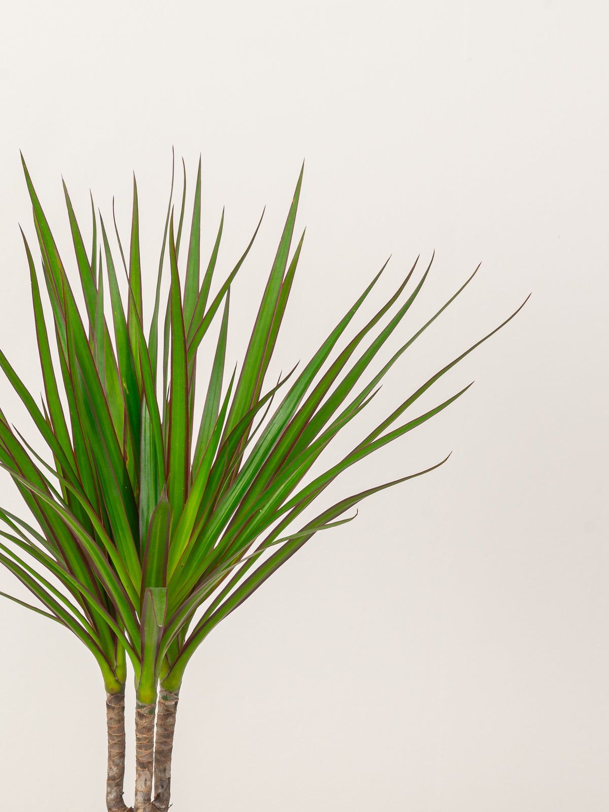 dracaena head Dracaena Marginata Head – Precia Flowers